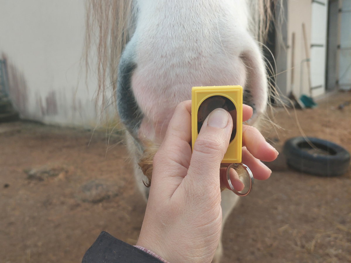 Commencer le clicker training avec son cheval Three Horses
