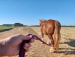 Longues rênes pour cheval
