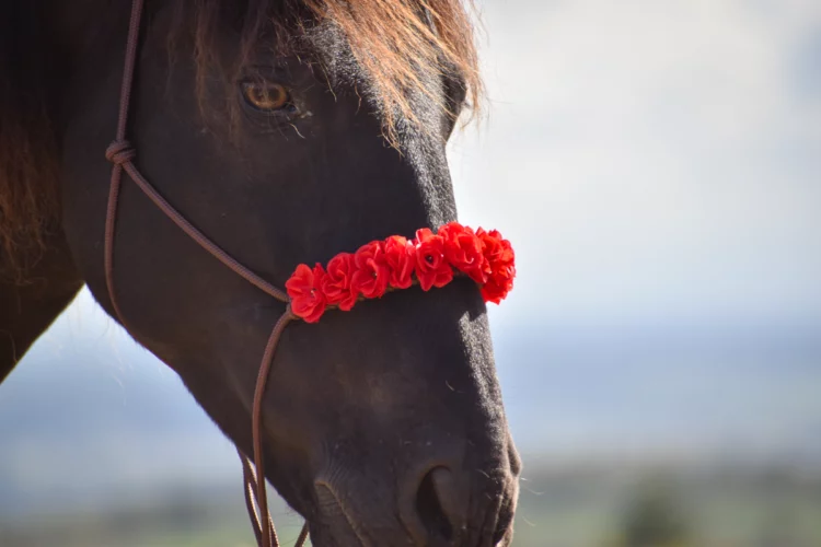Licol de shooting Rouge – Occasion – Cob