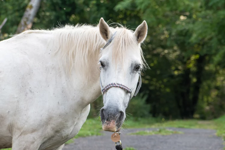 Licol Bourriquet, taille cob – Destockage