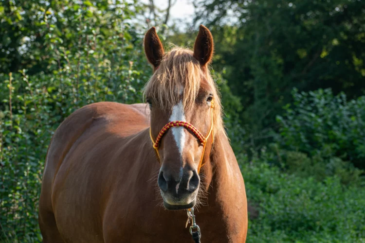 Licol Winnie l’ourson, taille cheval de trait – Destockage