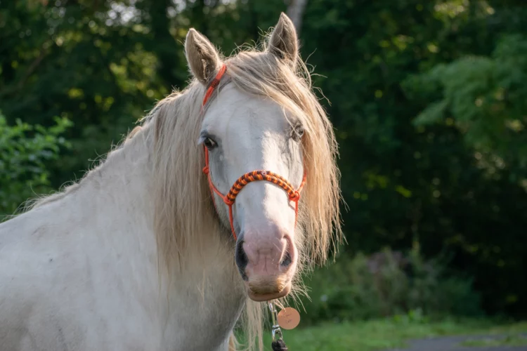 Licol Tigrou, taille Cob – Destockage