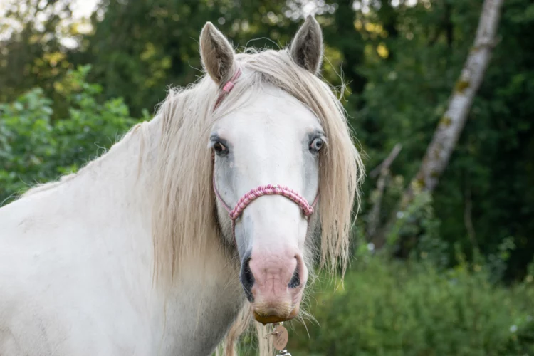 Licol Porcinet, taille cheval – Destockage