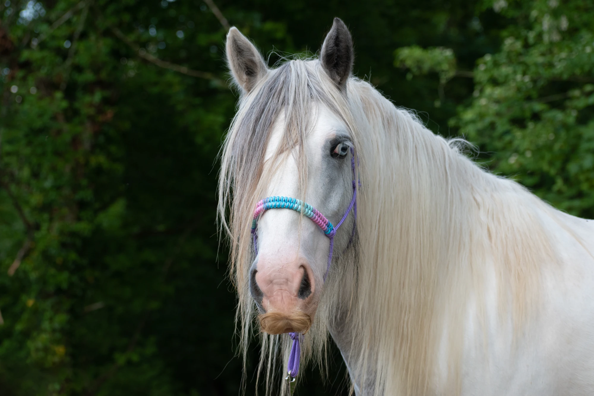 Laisse en corde pour cheval de loisir - Verte