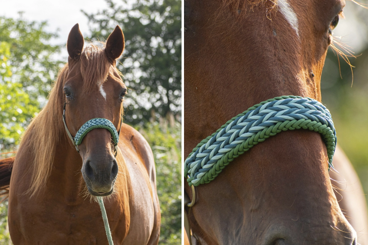 Licol plat en biothane-13