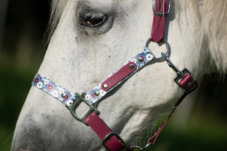 Licol Bordeaux imprimé – Taille Cheval