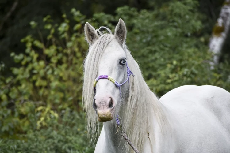 Licol en corde Violet – Collection Automne