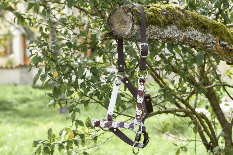 Taille Cheval de Trait – Licol plat Brun foncé – Collection Automne