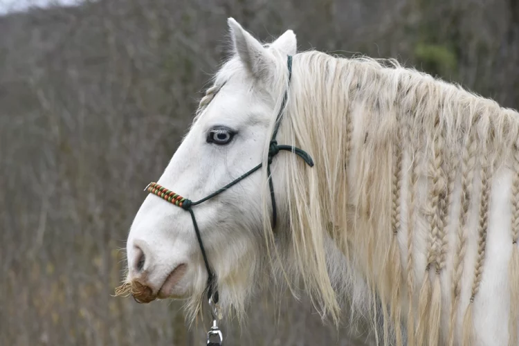 Licol Peter Pan taille COB – Destockage