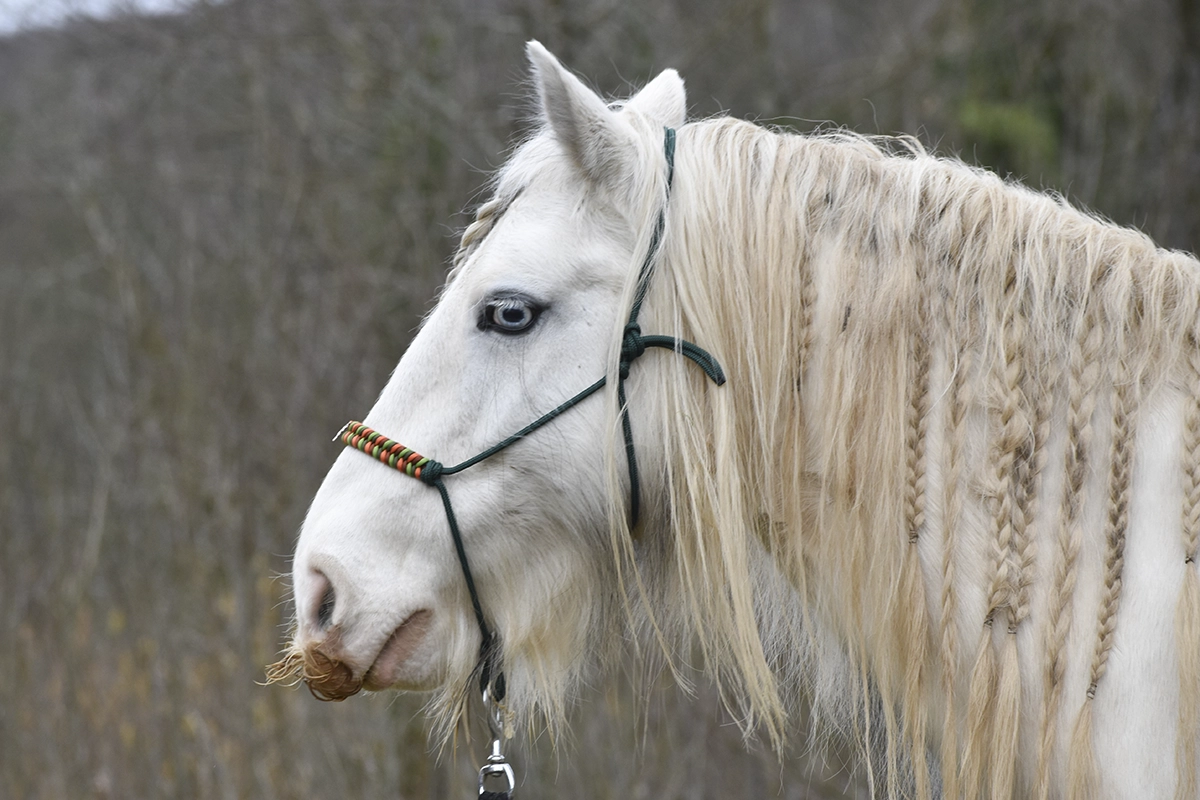 Licol en corde vert pastel avec tressge sur la muserolle (11) Licol en corde vert pastel avec tressge sur la muserolle (11)