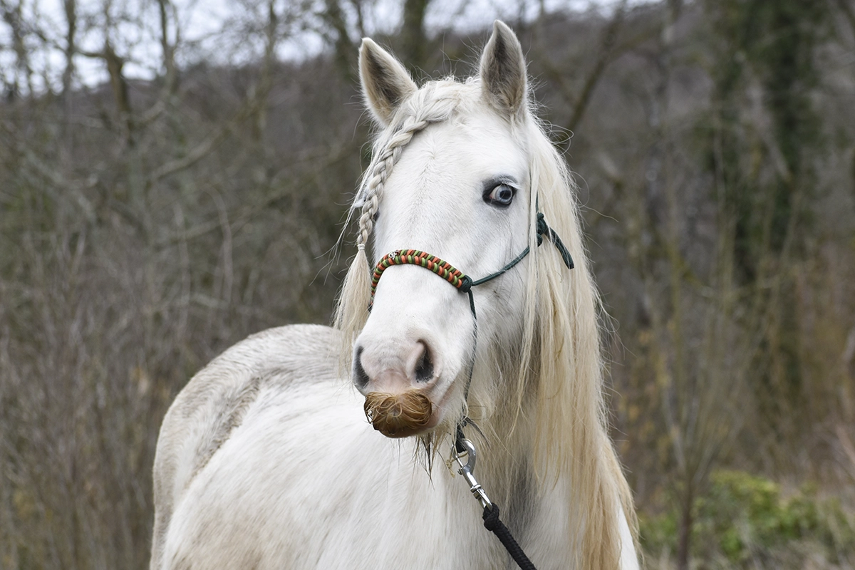Licol en corde vert pastel avec tressge sur la muserolle (13) Licol en corde vert pastel avec tressge sur la muserolle (13)