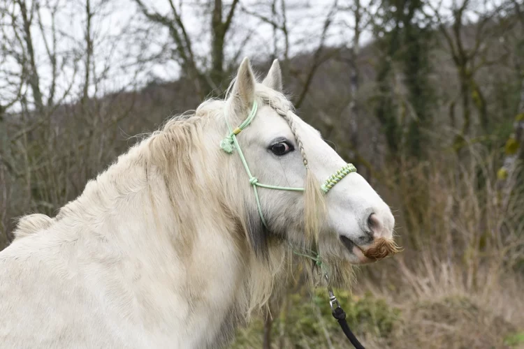 Licol Clochette – Gamme Fairy Tale