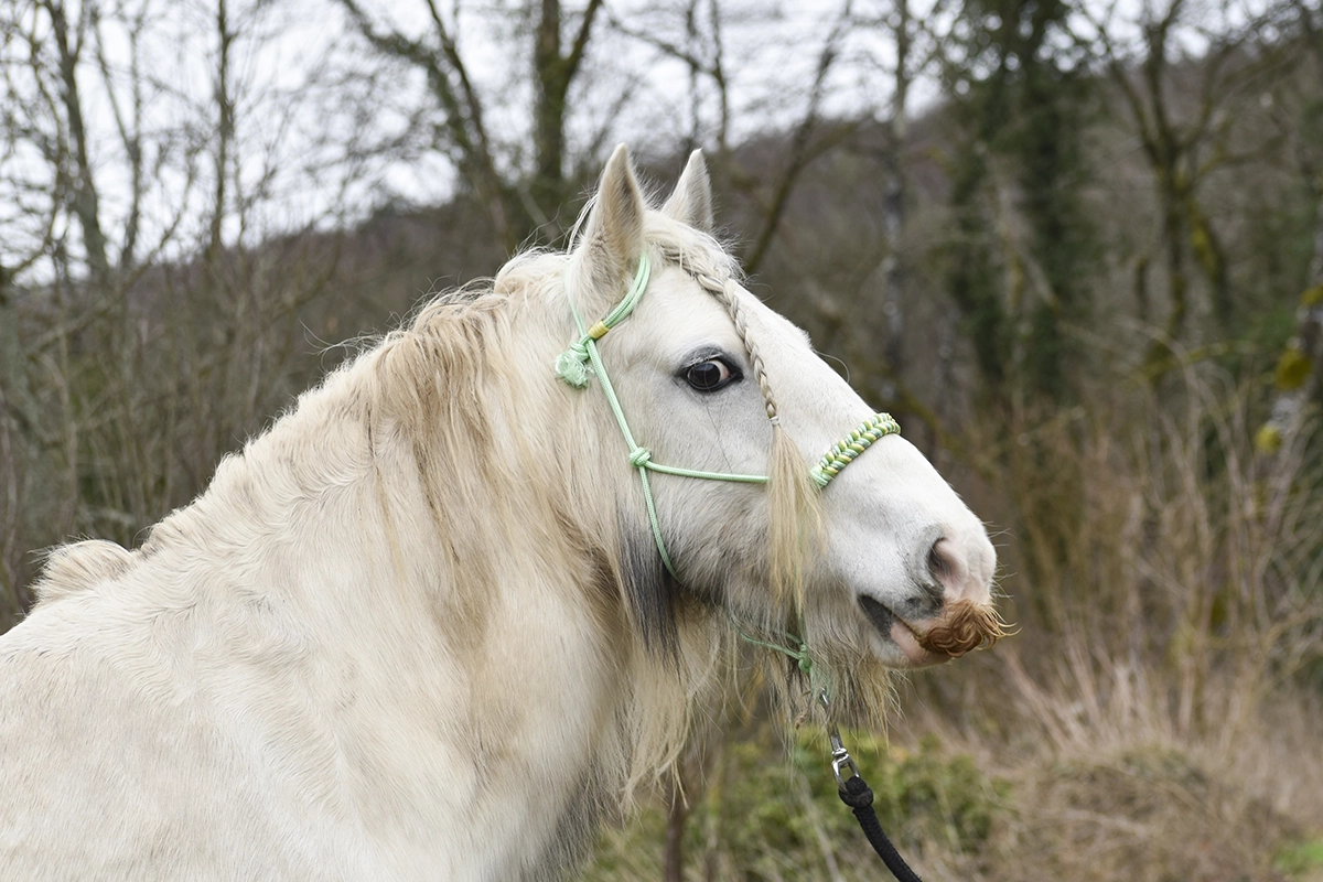 Licol en corde vert pastel avec tressge sur la muserolle (25) Licol en corde vert pastel avec tressge sur la muserolle (25)