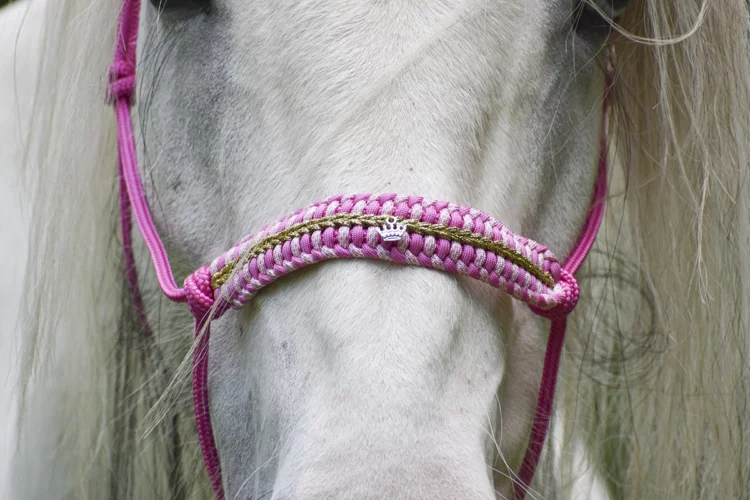 Licol Aurore – Taille Cob