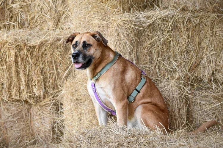 Harnais pour chien en biothane